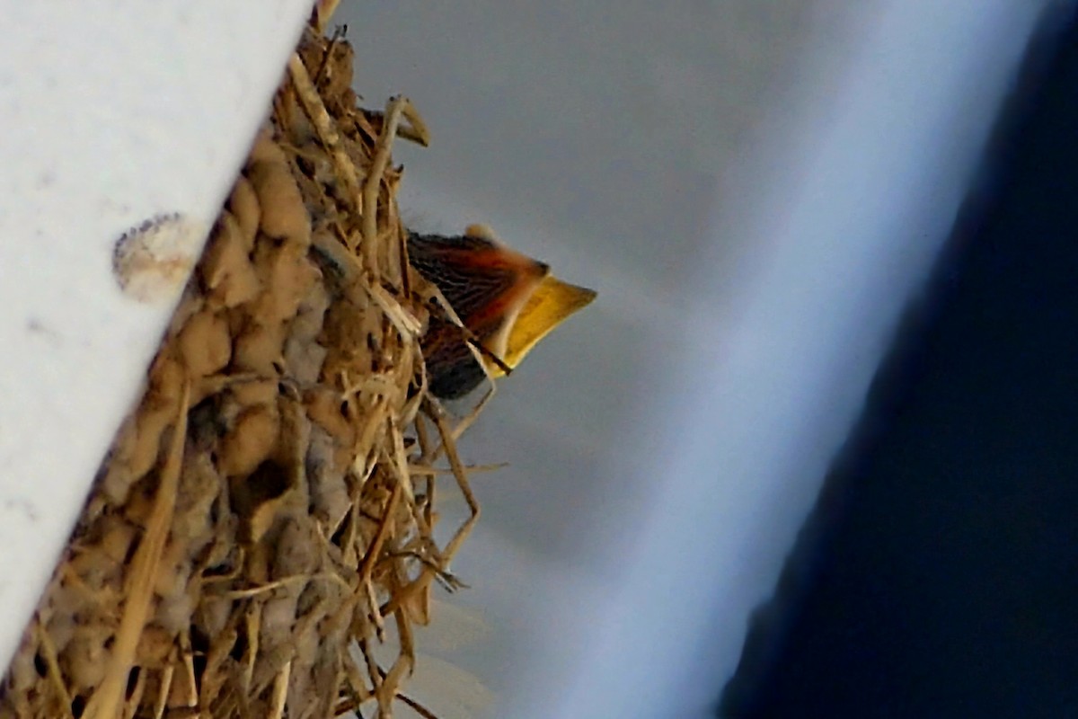 Barn Swallow - Robert Langston