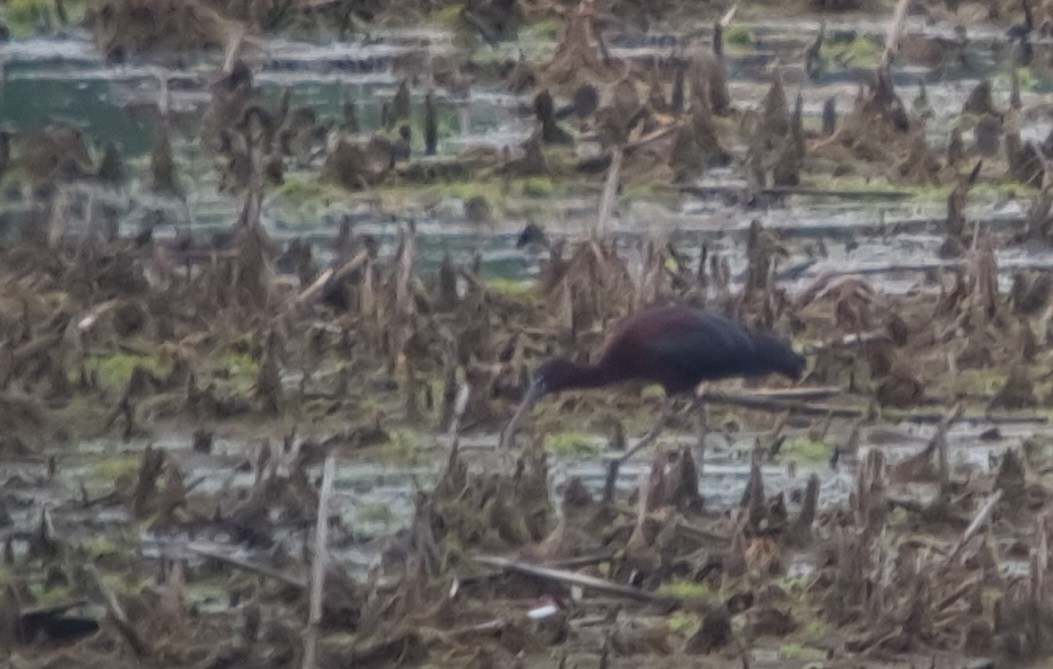 Glossy Ibis - ML619260413