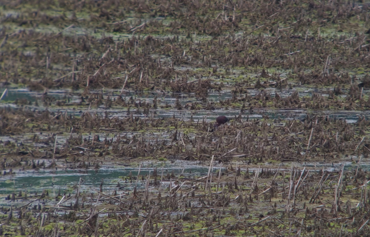 Glossy Ibis - ML619260414