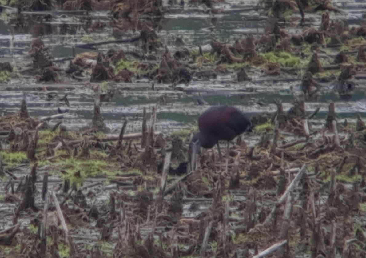 Glossy Ibis - ML619260415