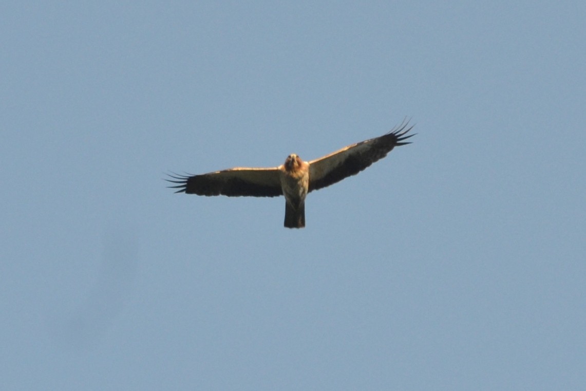 Booted Eagle - Paulo  Roncon