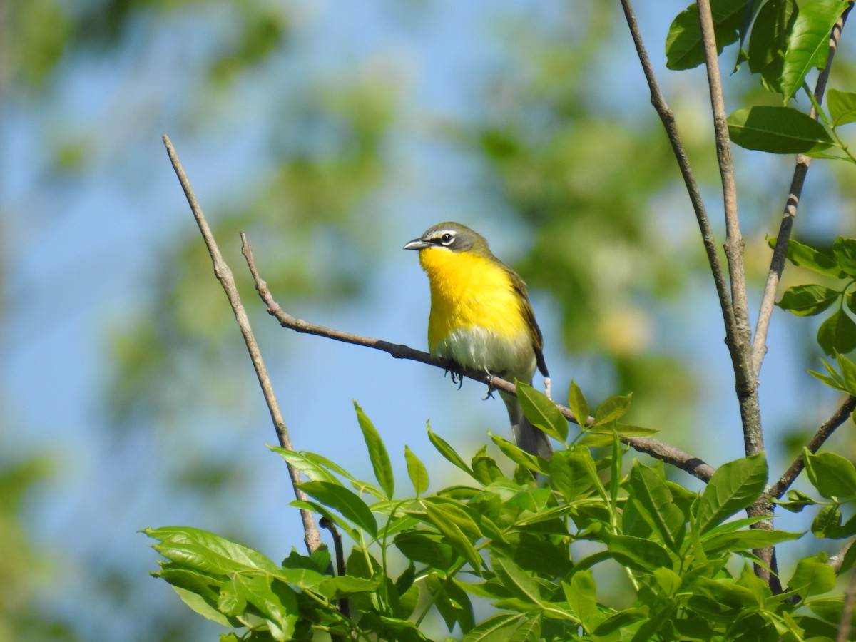 Yellow-breasted Chat - James Holsinger