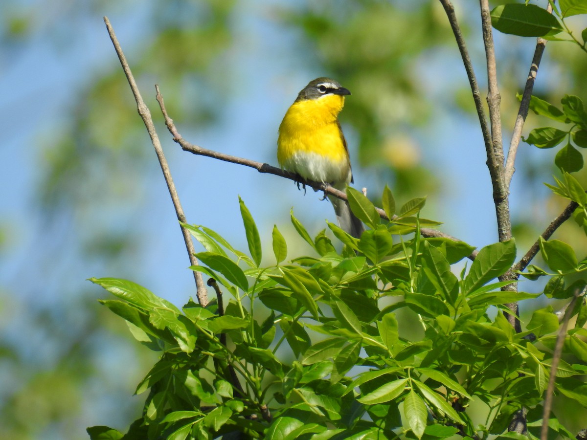 Yellow-breasted Chat - James Holsinger