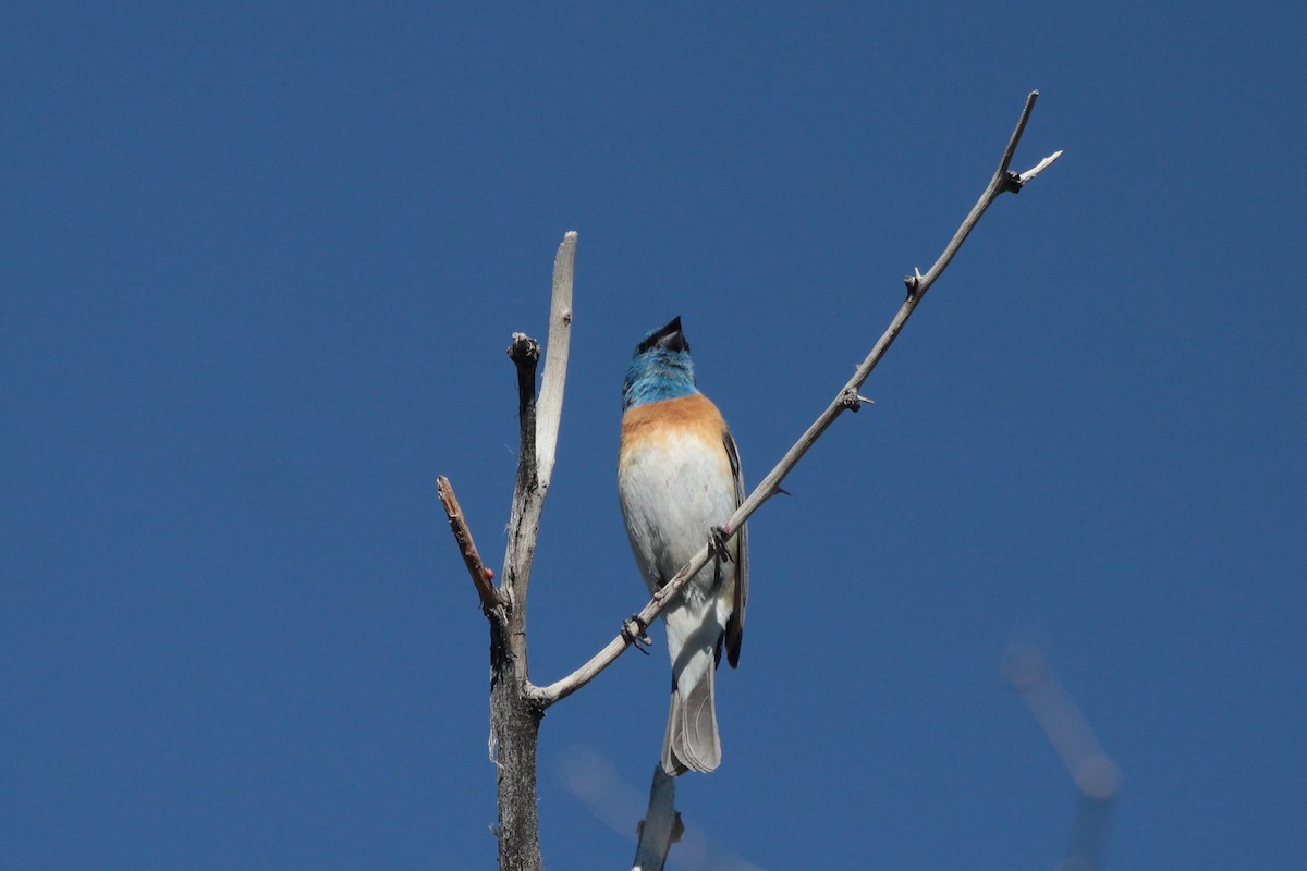 Lazuli Bunting - ML619260448