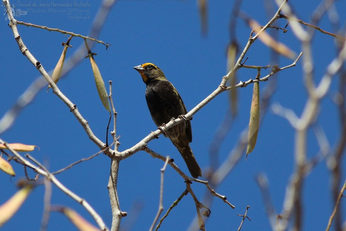 Olive Sparrow - Manuel de Jesus Hernandez Ancheita