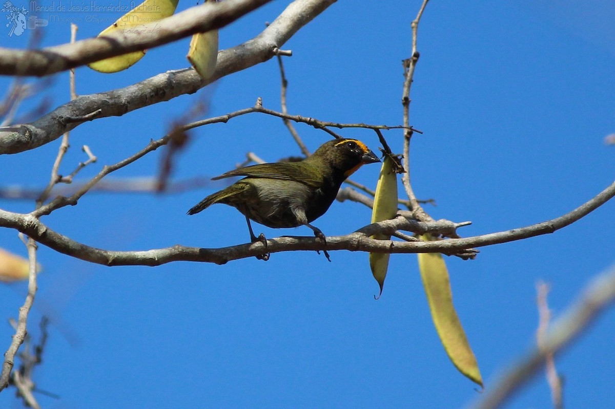 Olive Sparrow - Manuel de Jesus Hernandez Ancheita