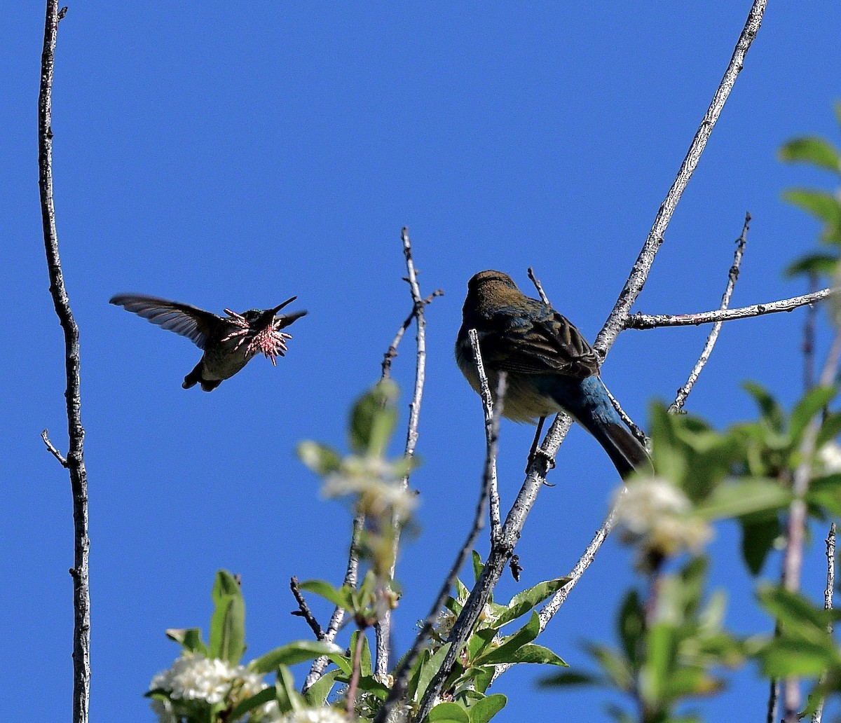 Calliope Hummingbird - Norman Eshoo