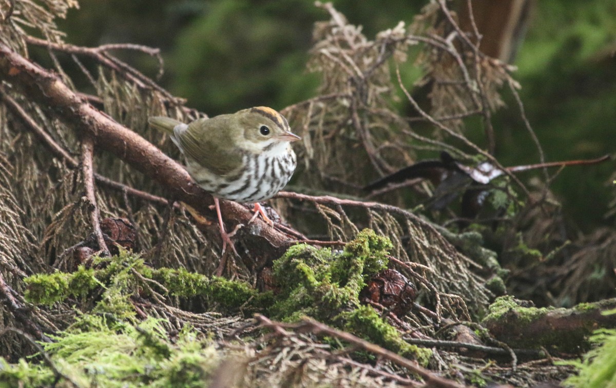 Ovenbird - Mark Dettling