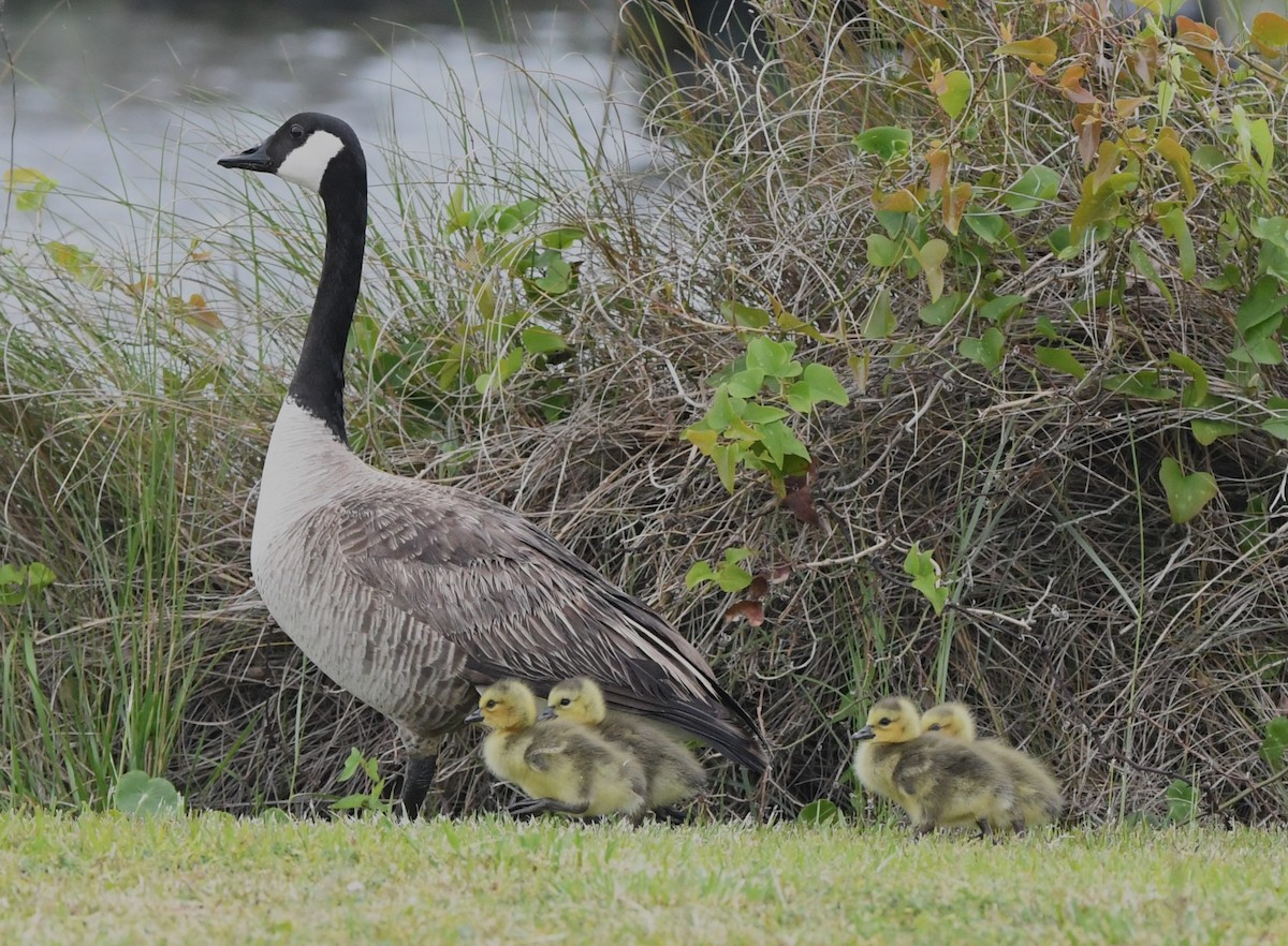 Canada Goose - ML619260465