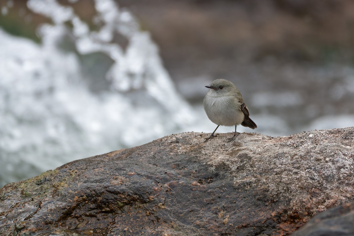 Sooty Tyrannulet - Valentín González Feltrup