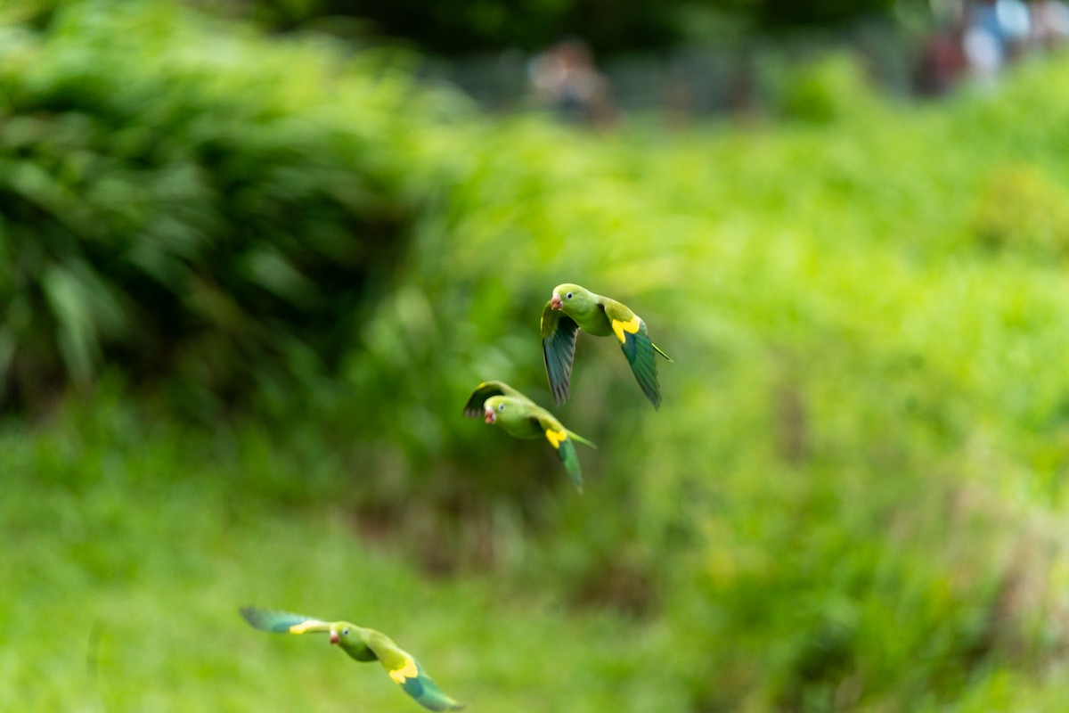 Yellow-chevroned Parakeet - Marcus Müller