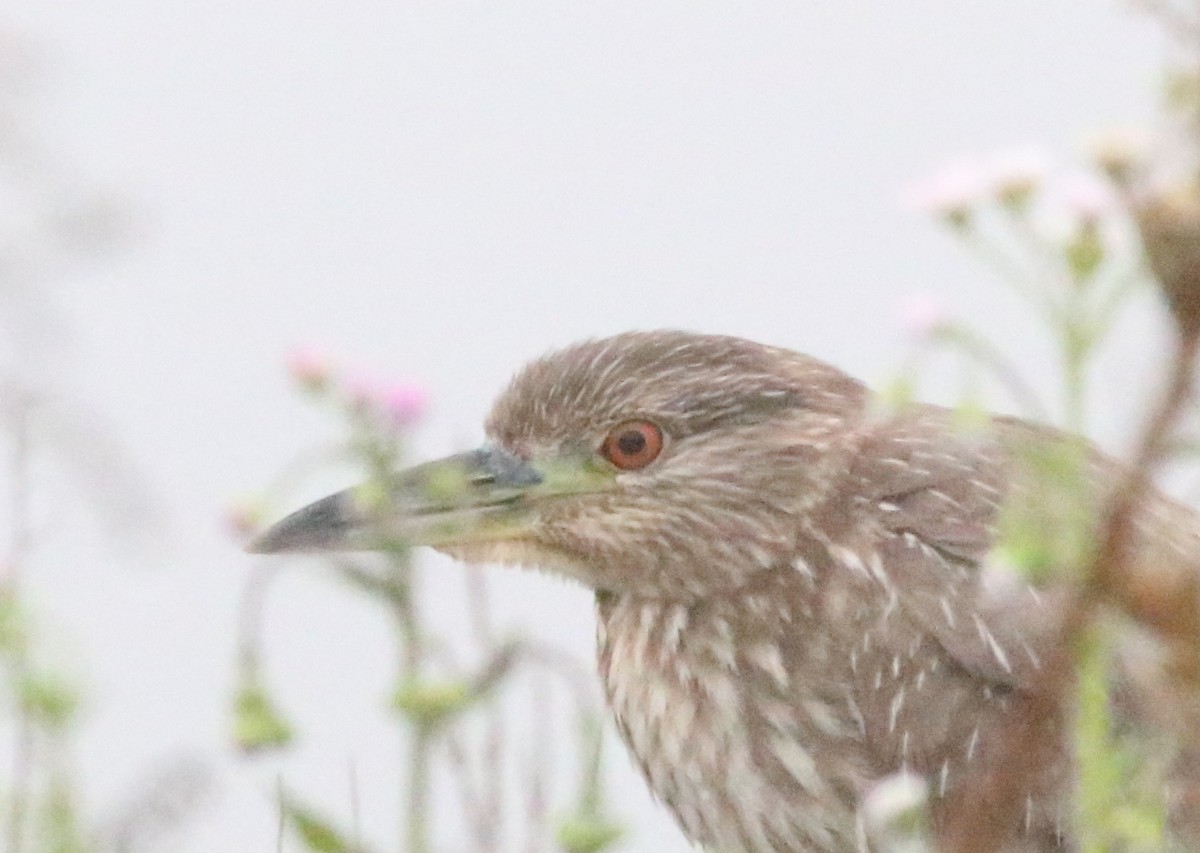 Black-crowned Night Heron - Joe Gyekis