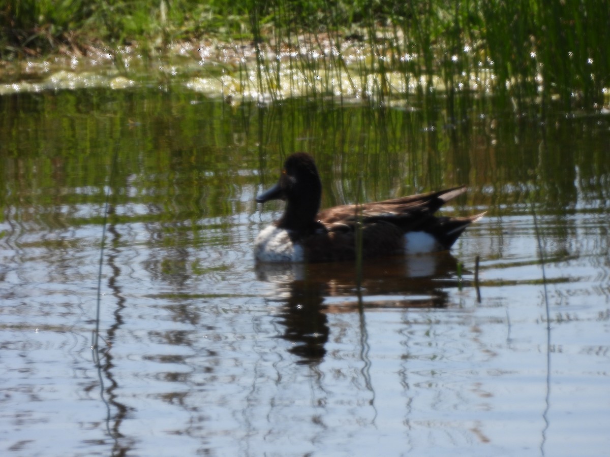 Northern Shoveler - Bosco Greenhead