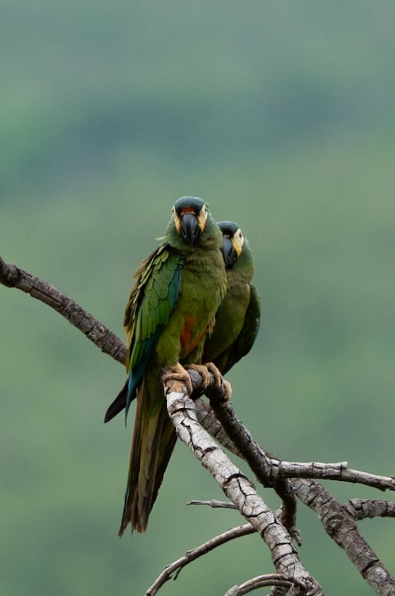 Blue-winged Macaw - Marcus Müller