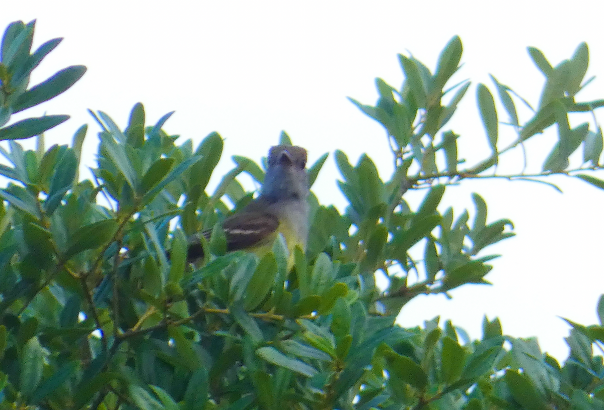 Great Crested Flycatcher - Heather Buttonow