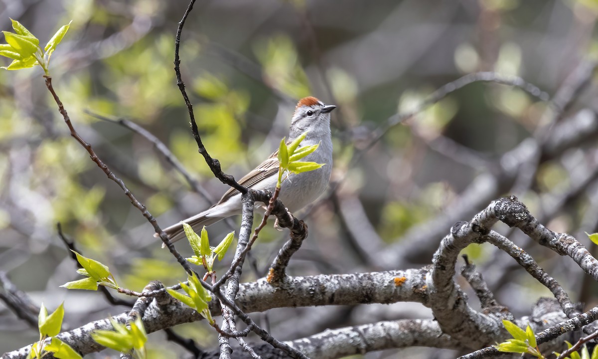Chipping Sparrow - ML619260518