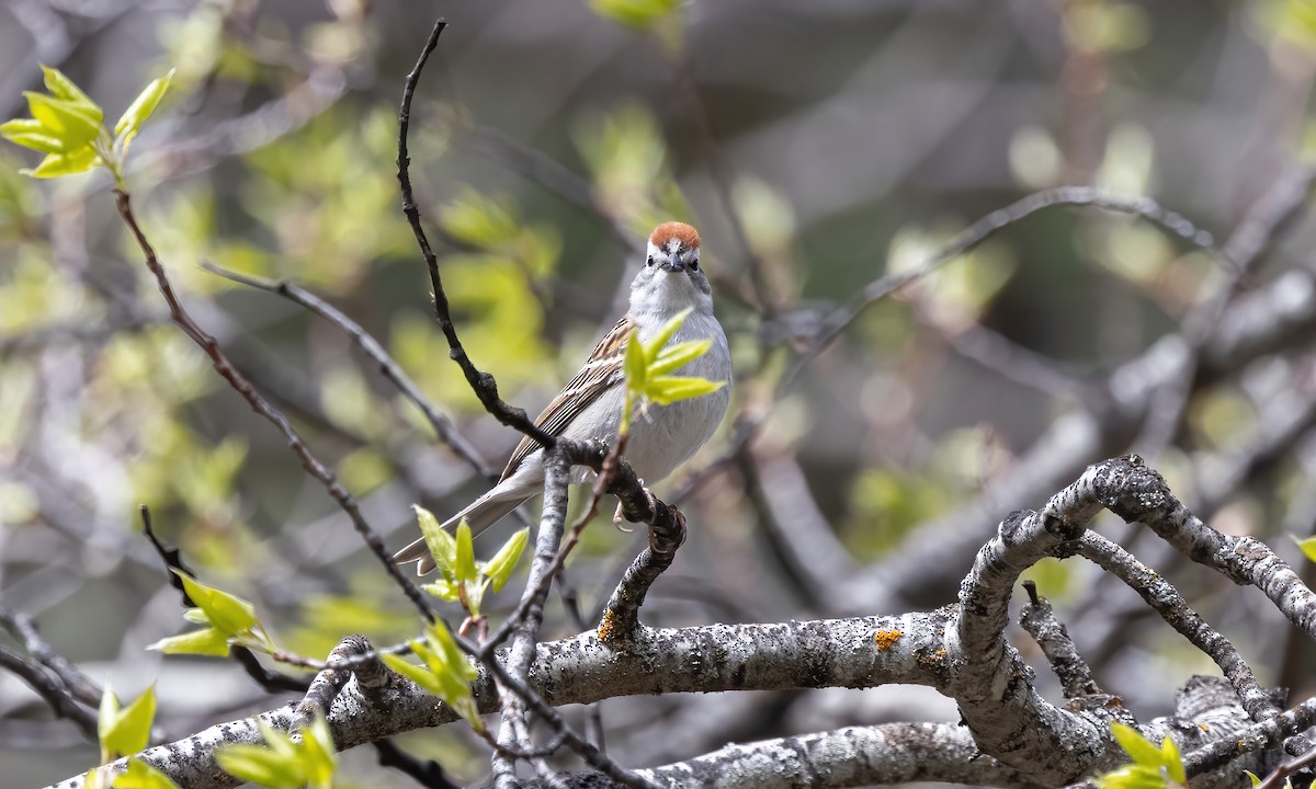 Chipping Sparrow - ML619260519