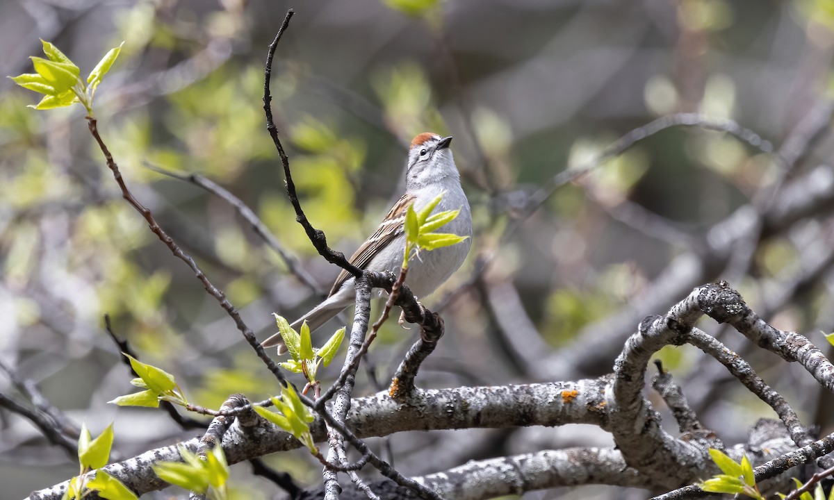 Chipping Sparrow - ML619260520