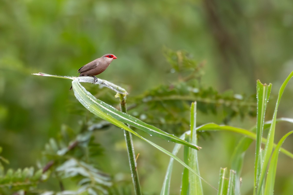 Common Waxbill - Katia Oliveira