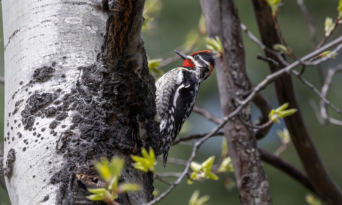 Red-naped Sapsucker - ML619260535