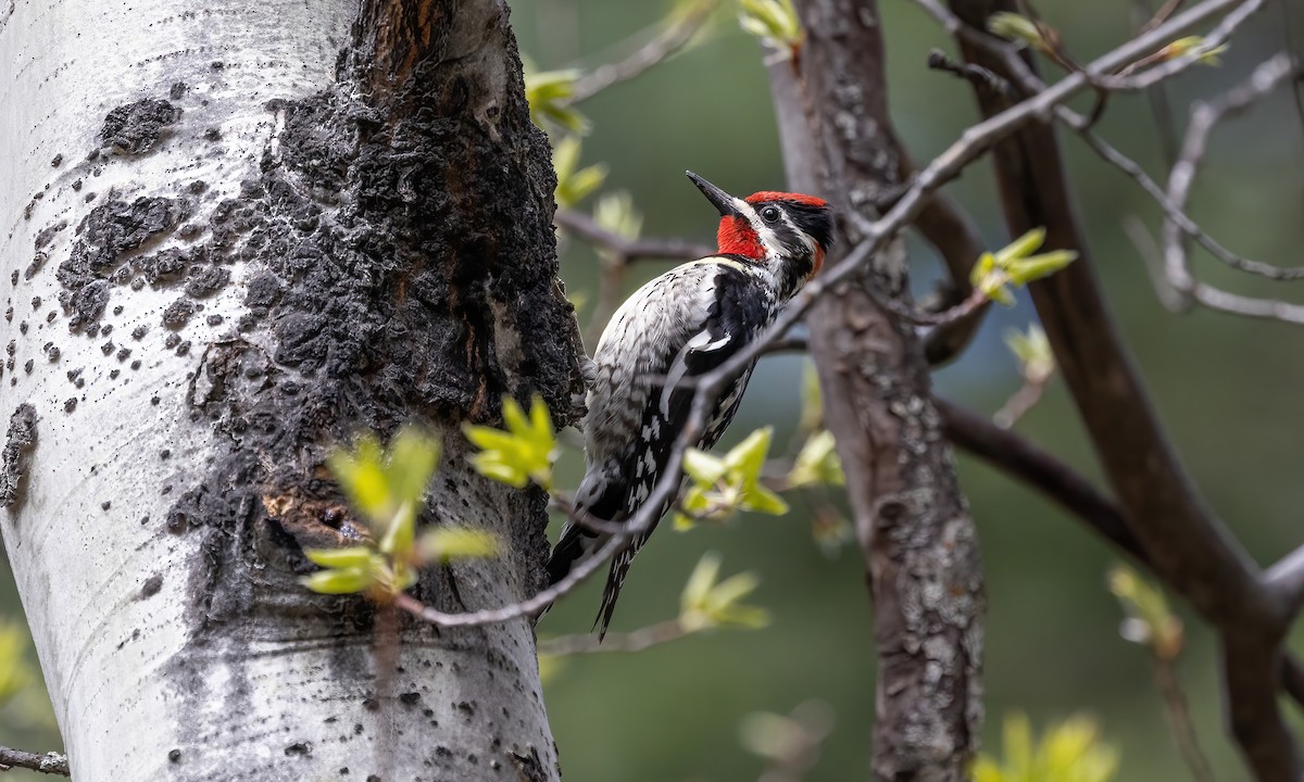 Red-naped Sapsucker - ML619260536