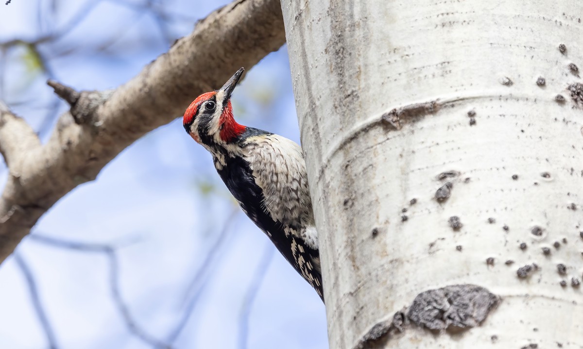 Red-naped Sapsucker - ML619260539