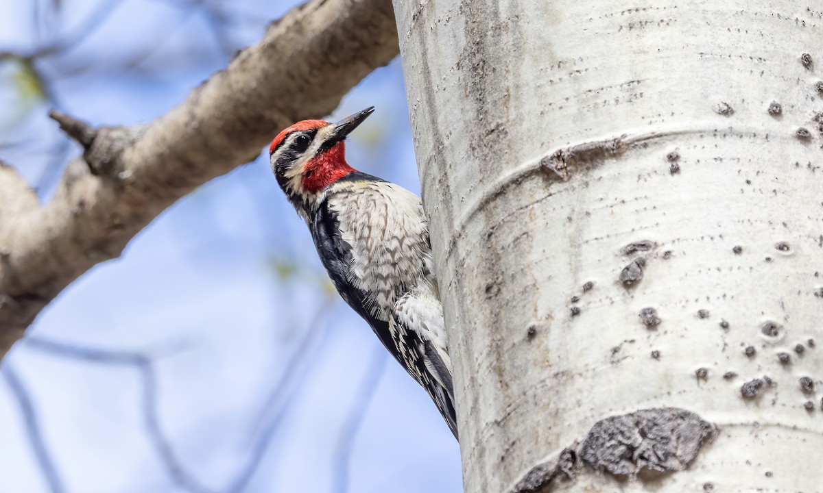 Red-naped Sapsucker - ML619260541