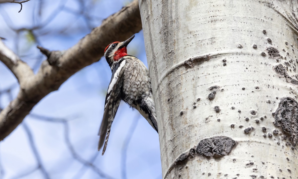 Red-naped Sapsucker - Paul Fenwick