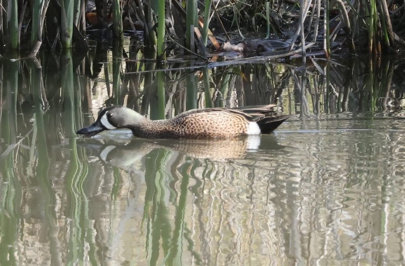 Blue-winged Teal - ML619260548