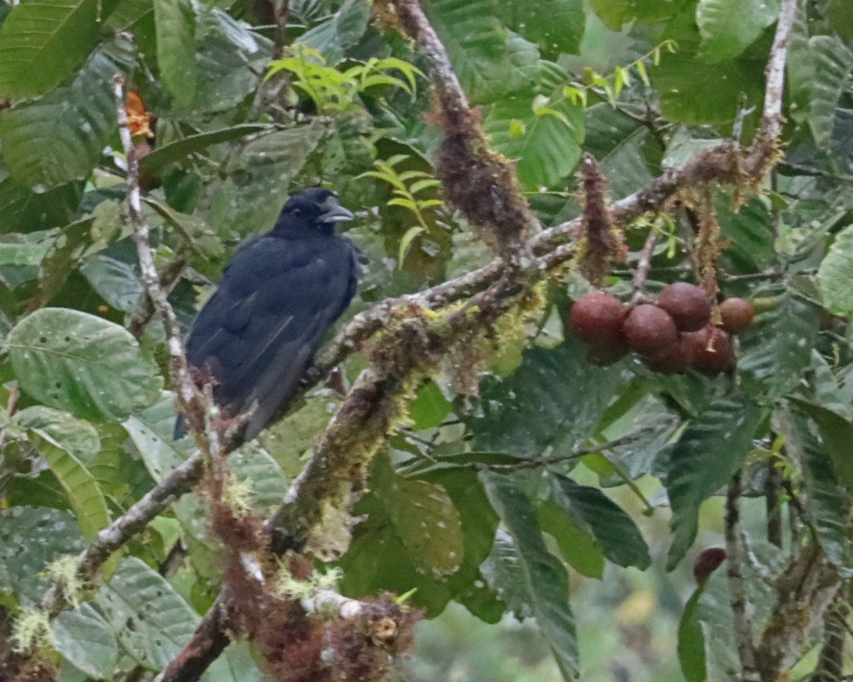 Long-wattled Umbrellabird - Dan Kempf