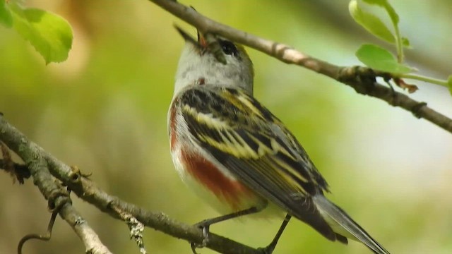 Chestnut-sided Warbler - ML619260562