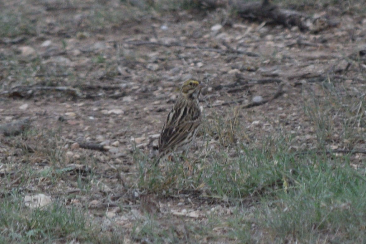 Savannah Sparrow - William Harmon