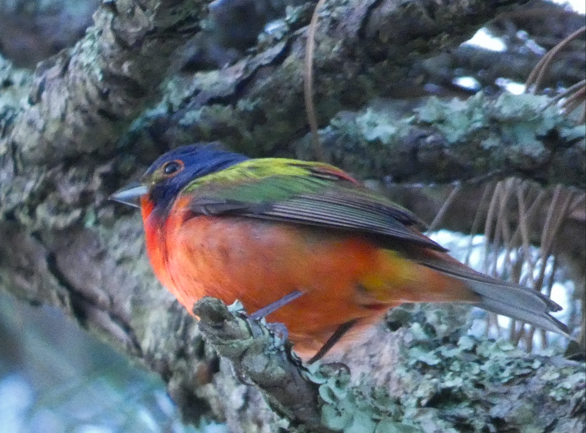 Painted Bunting - Heather Buttonow