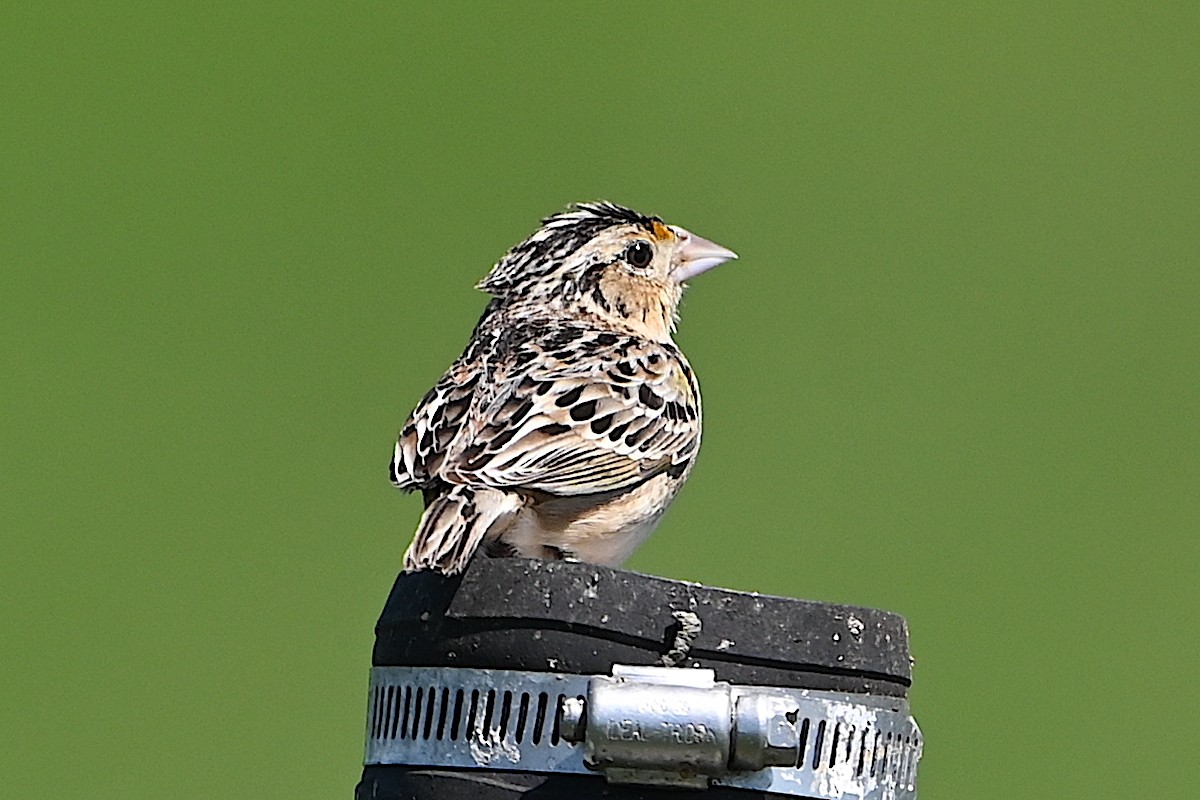 Grasshopper Sparrow - Chad Ludwig