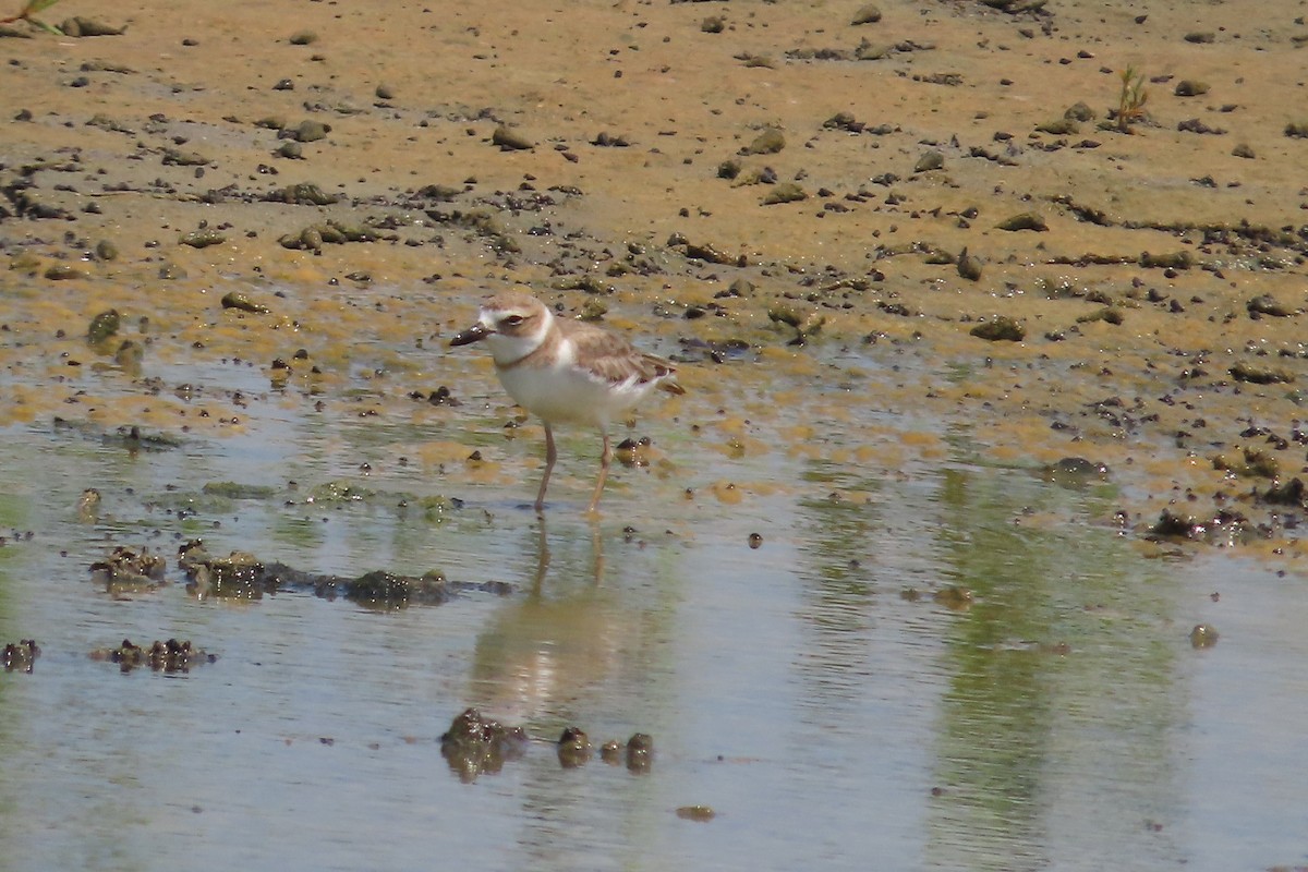 Wilson's Plover - ML619260671