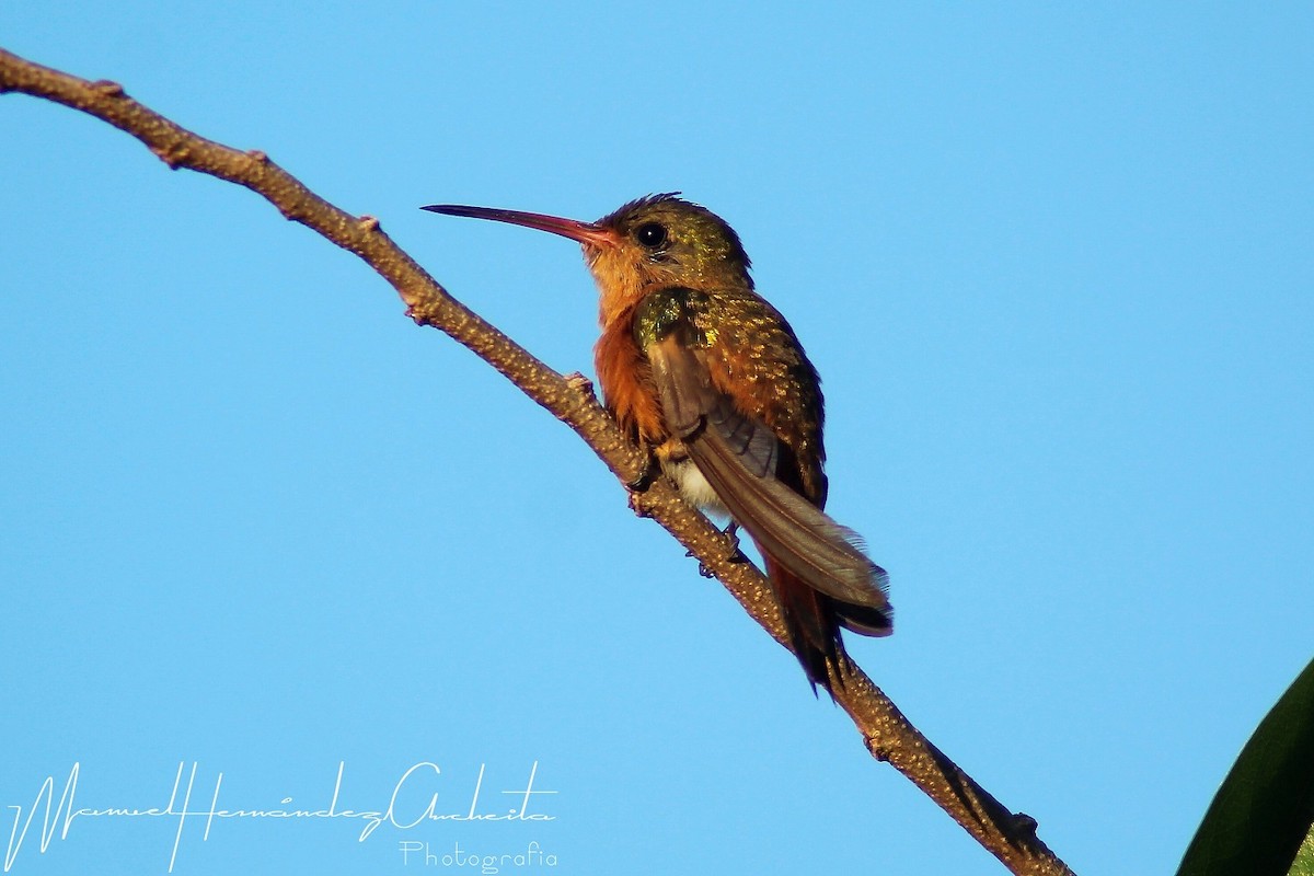 kolibřík ryšavý - ML619260678