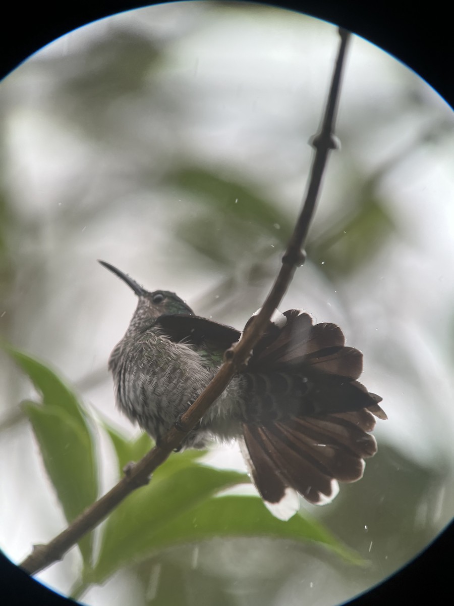 White-necked Jacobin - Brenda Sánchez