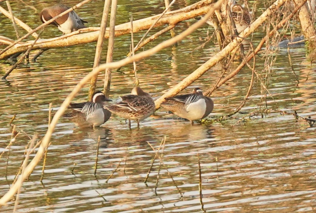 Garganey - ML619260685