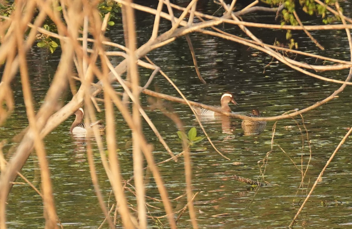 Garganey - ML619260686