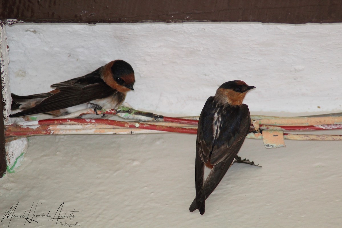 Cave Swallow - Manuel de Jesus Hernandez Ancheita