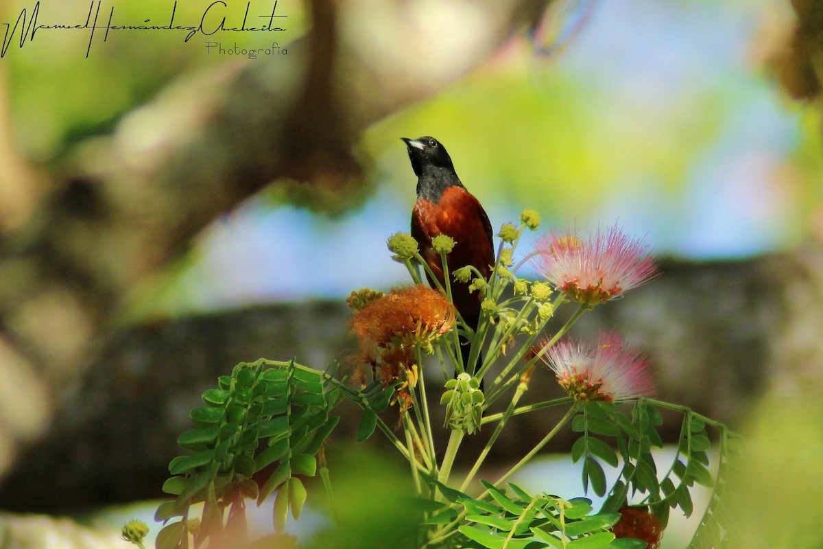 Orchard Oriole - ML619260690