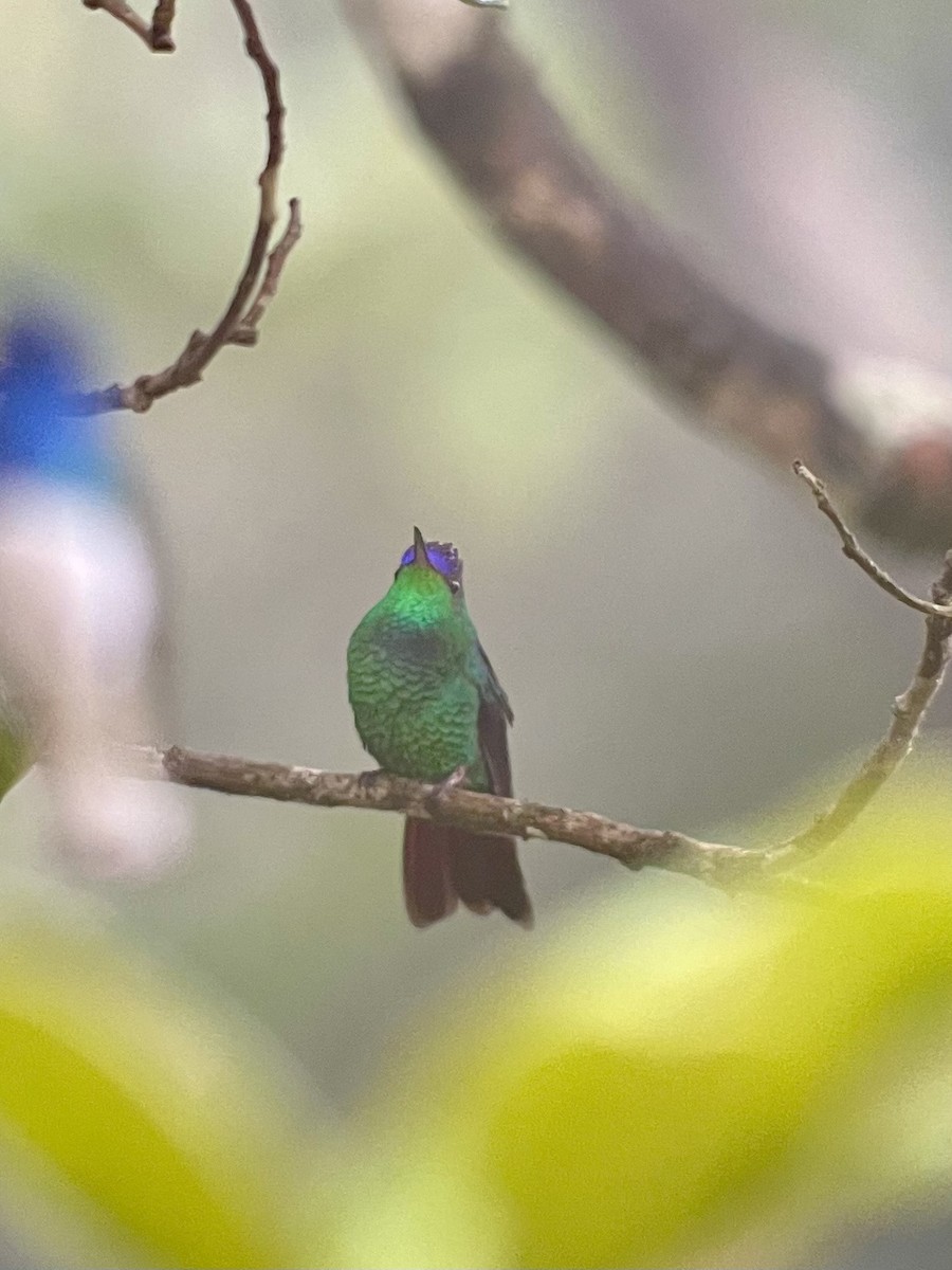 Violet-capped Hummingbird - Brenda Sánchez