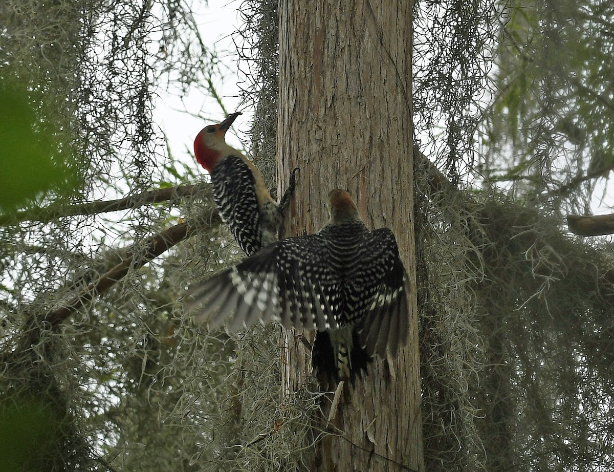 Red-bellied Woodpecker - James Goodwin