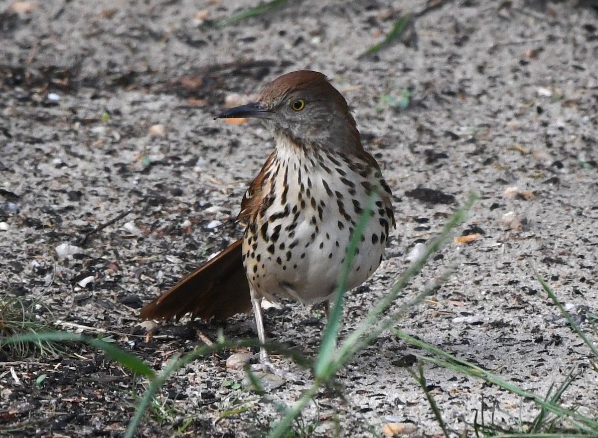 Brown Thrasher - David True