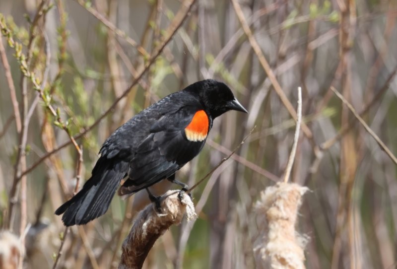 Red-winged Blackbird - Scott Jubinville