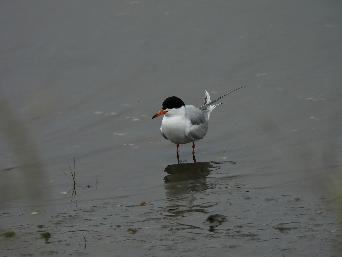 Forster's Tern - Pat  Lueders