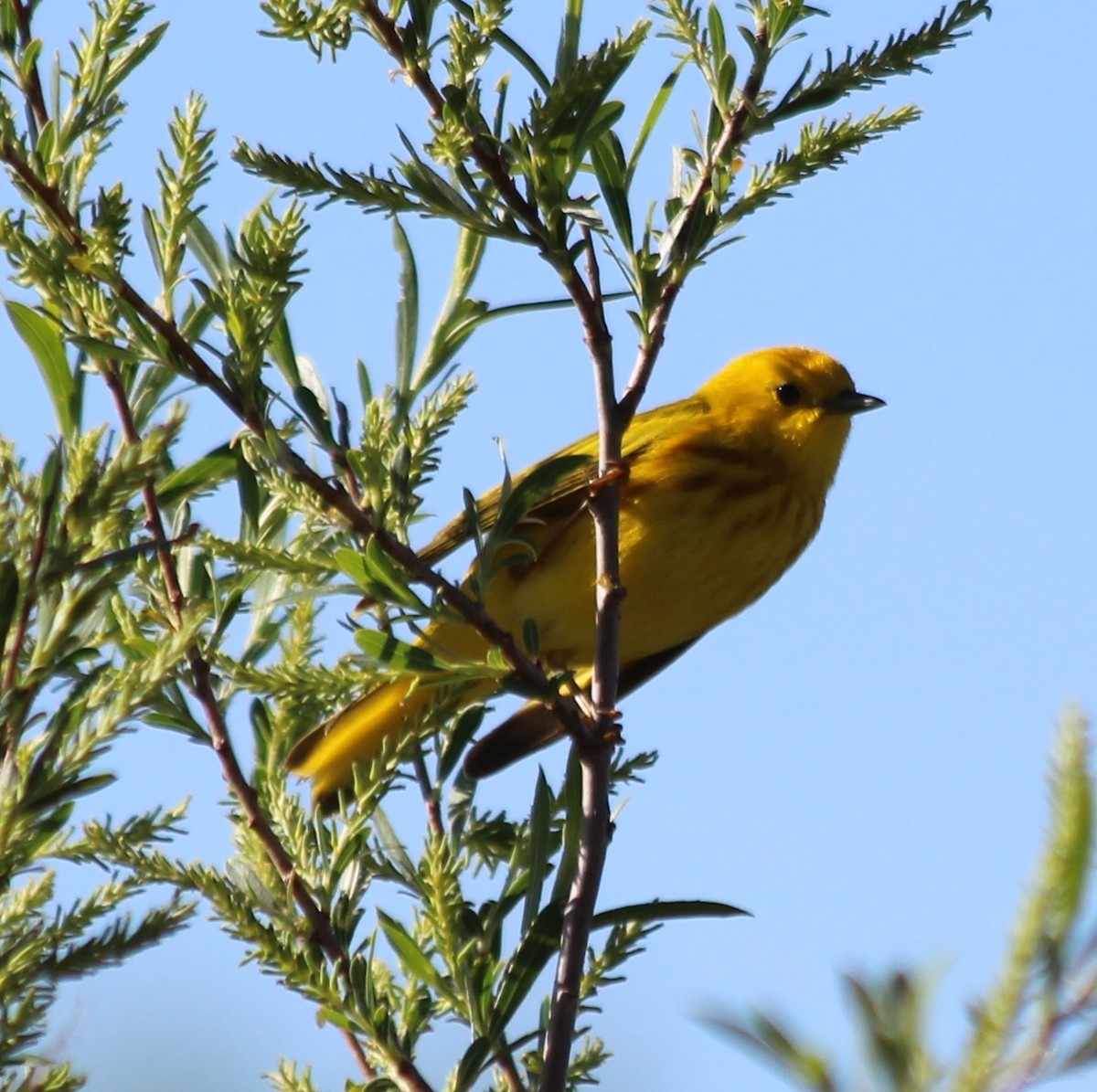 Yellow Warbler - Grant Beverage