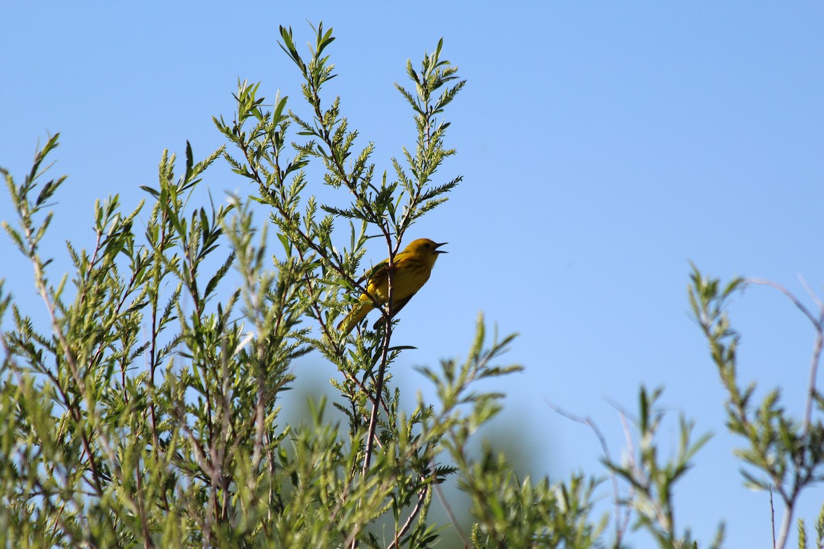 Yellow Warbler - Grant Beverage