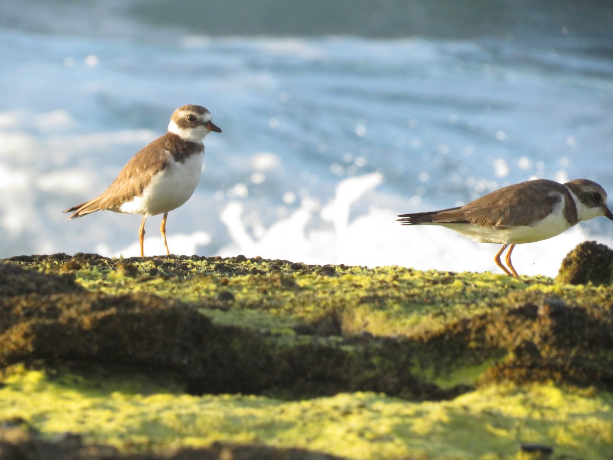 Wilson's Plover - Allan Burrage