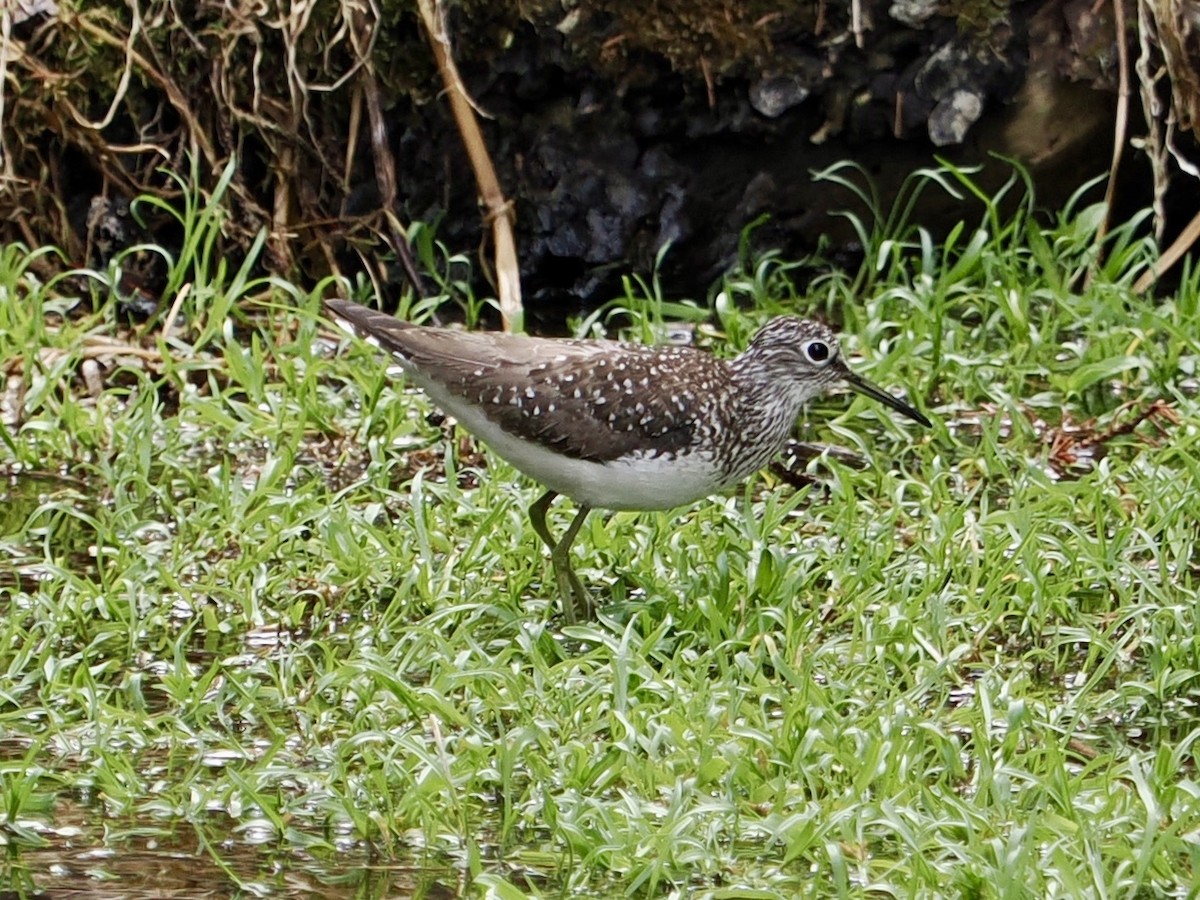 Solitary Sandpiper - Chris Olsen